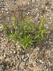 Artemisia tilesii