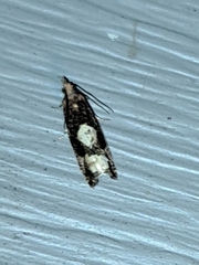 Epinotia trigonella