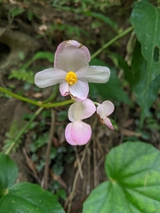 Begonia chitoensis