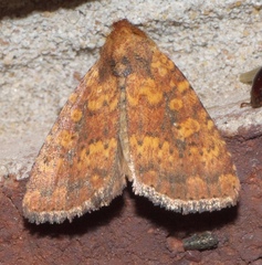 Perigea xanthioides