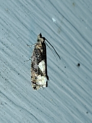 Epinotia trigonella