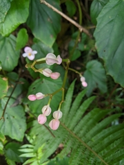 Begonia chitoensis