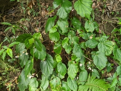 Begonia chitoensis