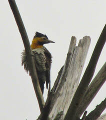 Colaptes campestris campestris