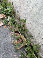 Amaranthus deflexus