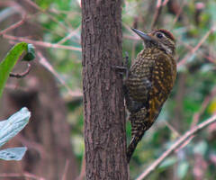 Dryobates spilogaster
