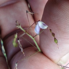 Desmodium rosei