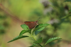 Asbolis capucinus