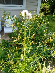 Erechtites hieraciifolius