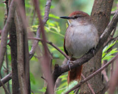 Certhiaxis cinnamomeus