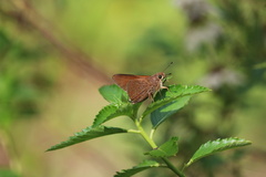 Asbolis capucinus