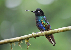 Boissonneaua jardini