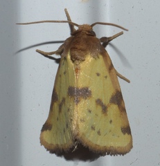Azenia obtusa