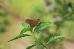 Asbolis capucinus