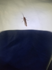 Limnephilus