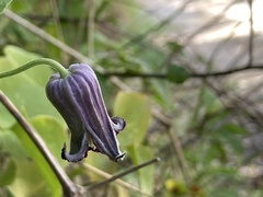 Clematis pitcheri