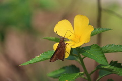 Asbolis capucinus