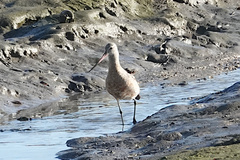 Limosa