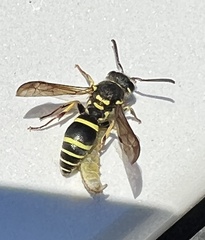 Ancistrocerus catskill