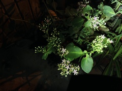 Hylotelephium