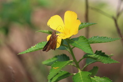 Asbolis capucinus