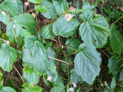 Begonia chitoensis