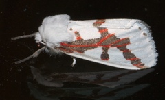 Euerythra phasma