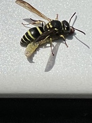 Ancistrocerus catskill