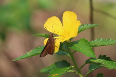 Asbolis capucinus