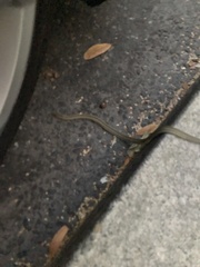 Pituophis catenifer catenifer