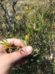 Persoonia virgata
