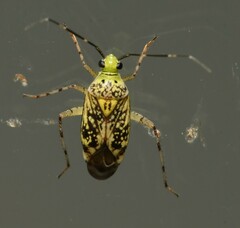 Taedia marmorata