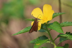 Asbolis capucinus