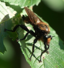 Laphria lata