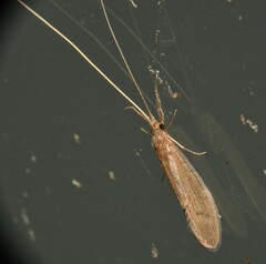 Oecetis