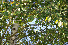 Populus grandidentata