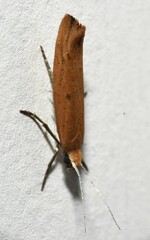 Ypsolopha