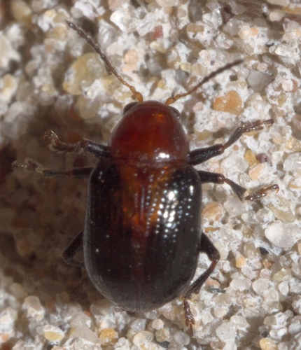 Paria scutellaris