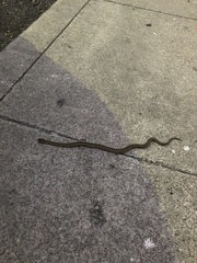 Pituophis catenifer catenifer