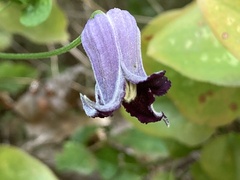 Clematis pitcheri