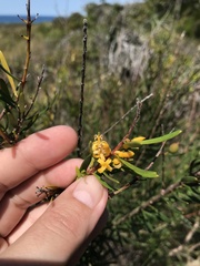 Persoonia virgata