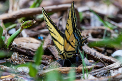 Papilio multicaudata multicaudata
