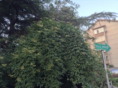 Causonis japonica
