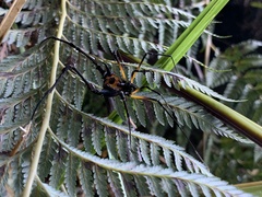 Sadocus polyacanthus
