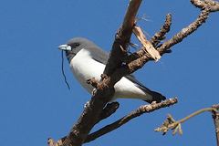 Artamus leucorynchus