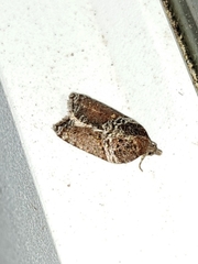 Acleris celiana
