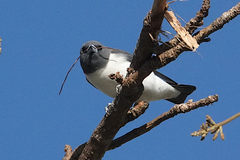 Artamus leucorynchus