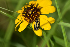 Acmaeodera scalaris