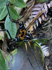 Sadocus polyacanthus