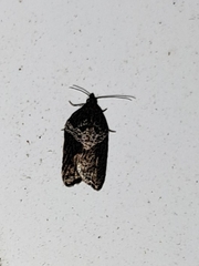 Acleris macdunnoughi